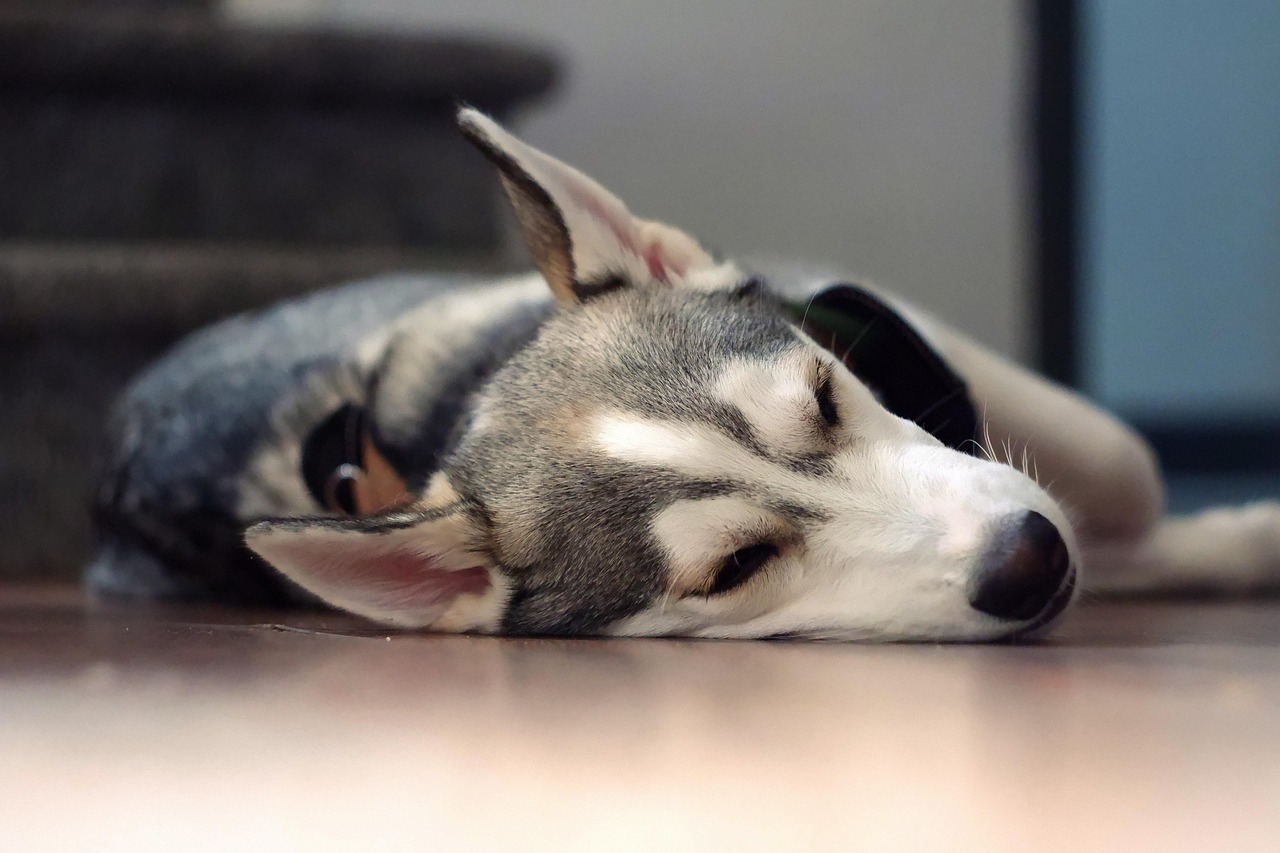 A dog asleep on a floor with its head resting on its front legs