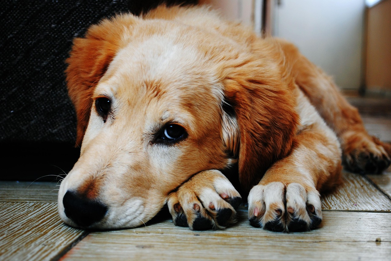 A golden retriever lying down with its head on the floor, looking up and to the side