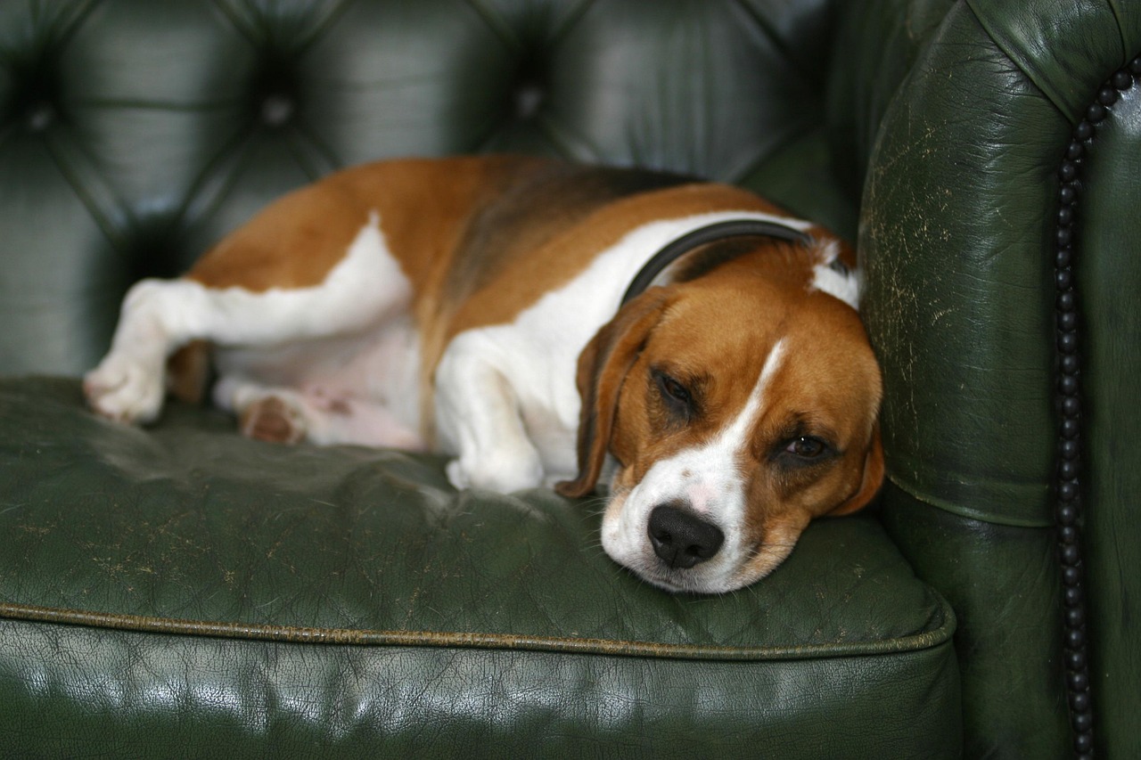 A dog resting on a sofa in a living room, watching something out of frame