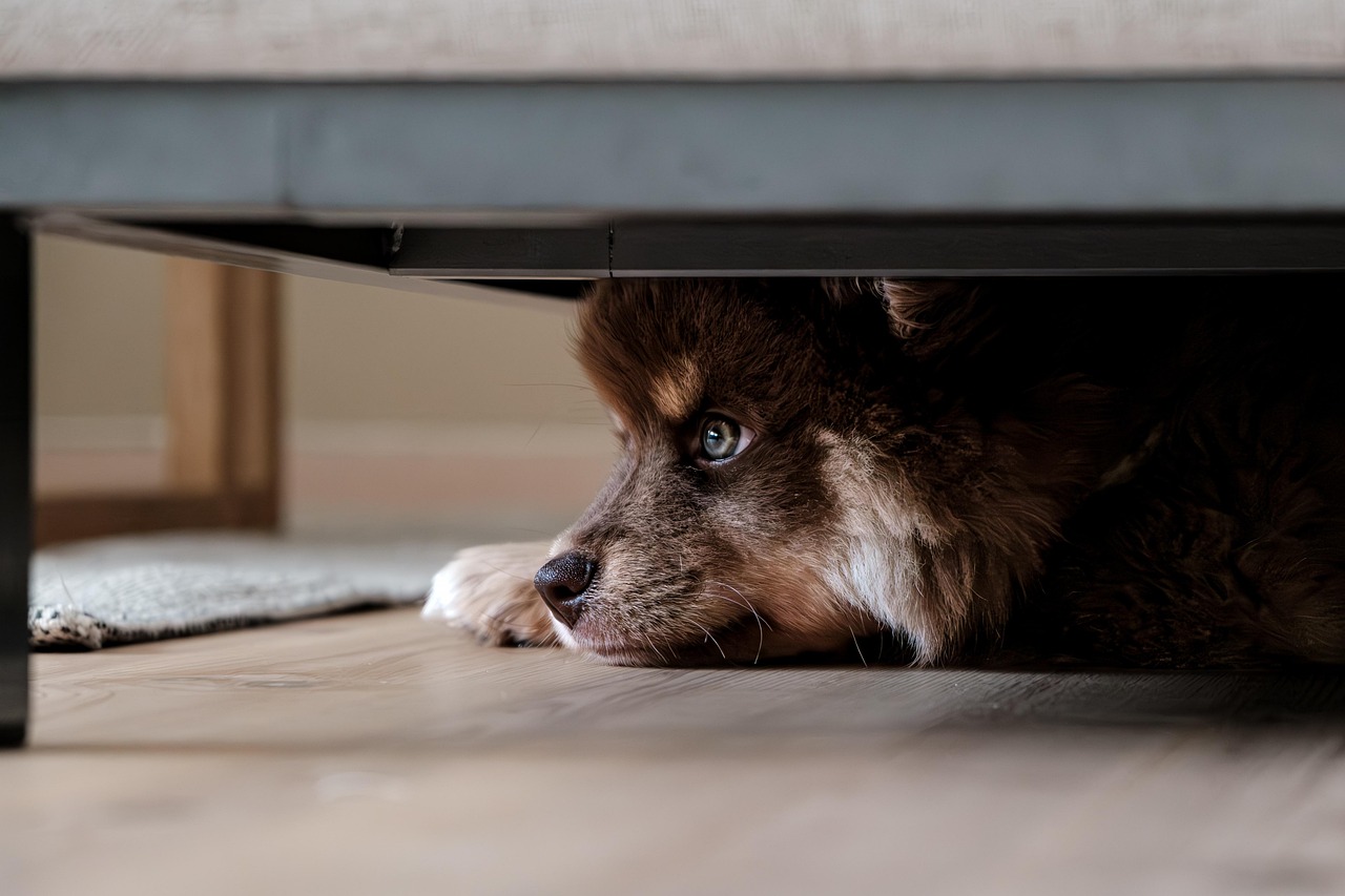 A dog lying alone on a floor indoors, head down, looking out across the room