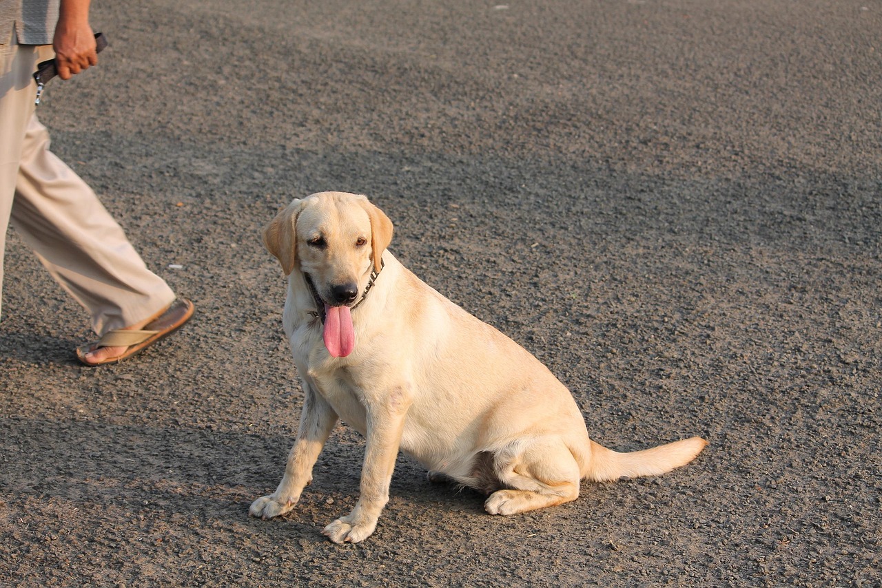 A yellow Labrador walking along a pavement beside a person’s legs