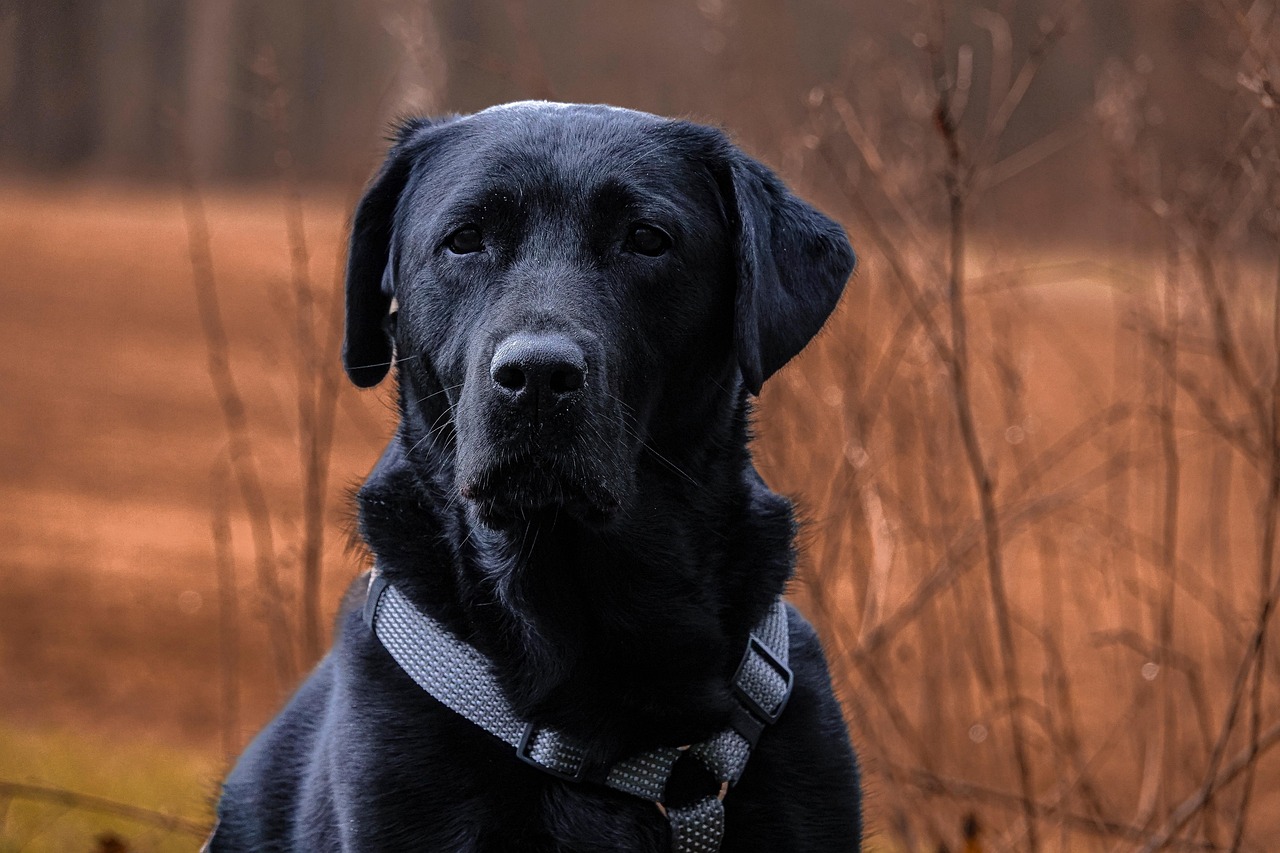 Head-and-shoulders portrait of a black Labrador Retriever against a dark background