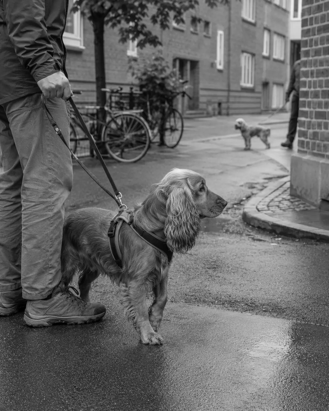 A dog pausing on a city walk while another dog approaches in the distance