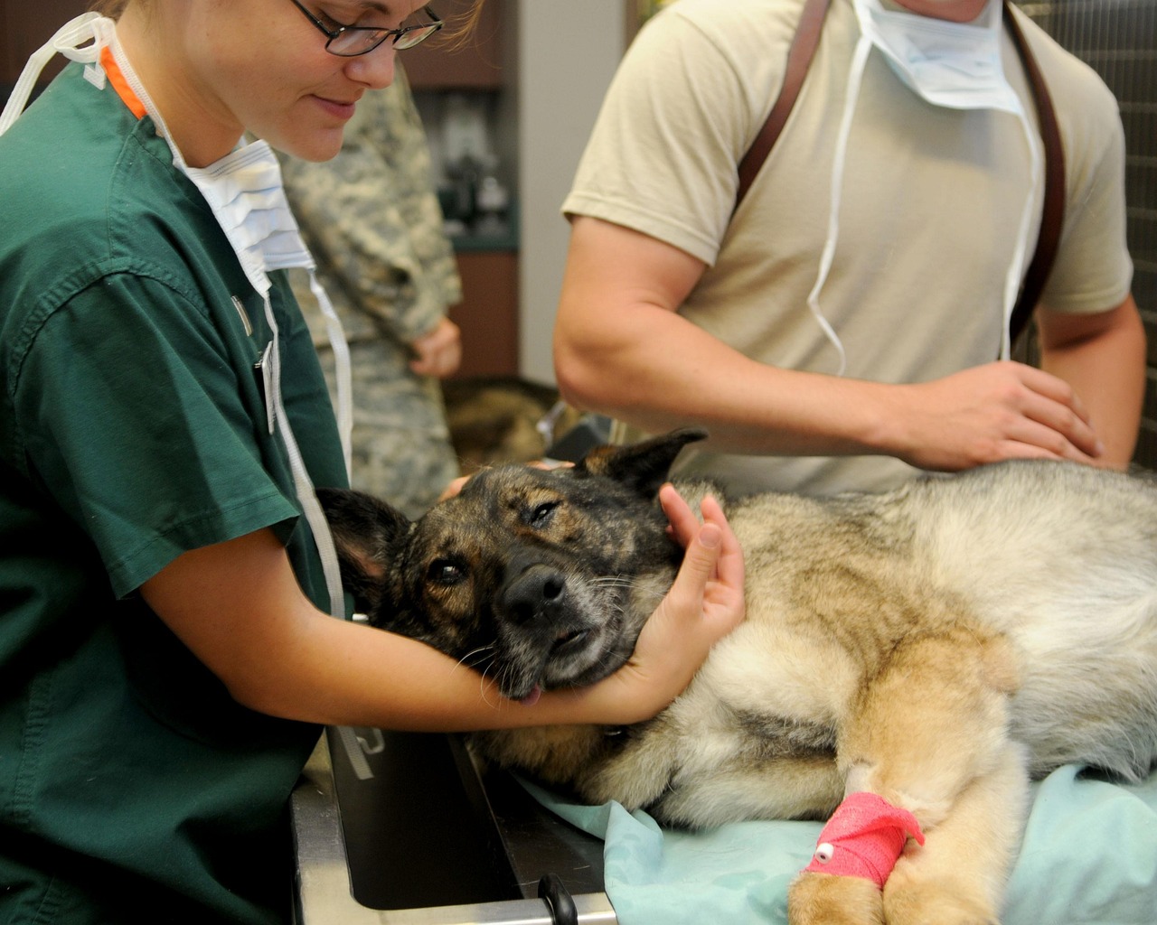 A veterinarian holding a dog steady on an examination table